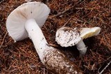 Amanita smithiana image