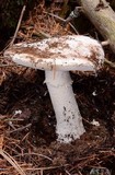 Amanita smithiana image