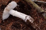 Amanita smithiana image