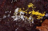 Mucronella fusiformis image