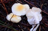 Hygrophorus flavodiscus image