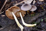 Bolbitius reticulatus image