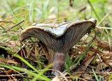 Lactarius paradoxus image