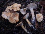 Hydnum oregonense image