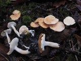 Hydnum oregonense image