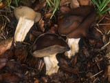 Helvella solitaria image