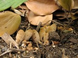 Coprinellus flocculosus image