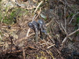 Elaphocordyceps ophioglossoides image