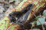 Image of Neofusicoccum arbuti