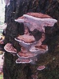 Fomitopsis cajanderi image