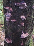 Fomitopsis cajanderi image