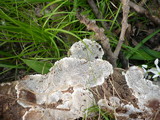 Coriolopsis gallica image