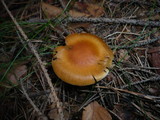 Cortinarius armeniacus image