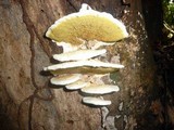 Gyrodontium sacchari image