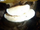 Gyrodontium sacchari image