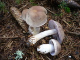 Cortinarius anomalus image