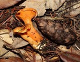 Hygrophoropsis aurantiaca image