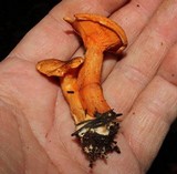 Hygrophoropsis aurantiaca image