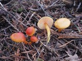 Hygrocybe miniata image