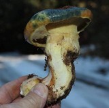Suillus ponderosus image