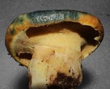 Suillus ponderosus image