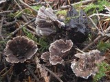 Thelephora terrestris image