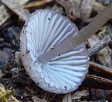 Mycena purpureofusca image