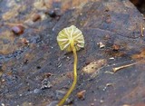 Mycena oregonensis image