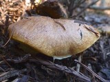 Suillus ponderosus image