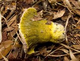 Hypomyces luteovirens image