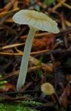 Mycena pallida image