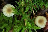 Mycena pallida image