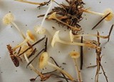 Mycena pallida image
