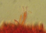 Mycena pallida image