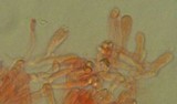 Mycena pallida image