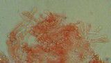 Mycena pallida image