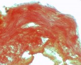 Mycena pallida image