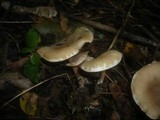 Clitocybe krizii-josephi image