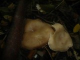 Clitocybe krizii-josephi image