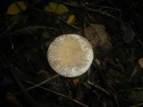 Clitocybe krizii-josephi image