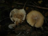 Clitocybe krizii-josephi image