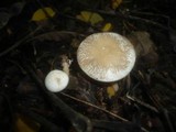 Clitocybe krizii-josephi image
