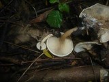Clitocybe krizii-josephi image
