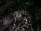 Isaria farinosa image