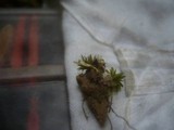 Isaria farinosa image