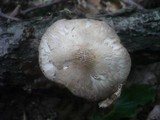 Pluteus petasatus image