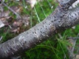 Pseudovalsa lanciformis image