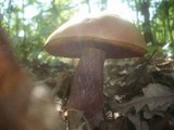 Boletus luridus image