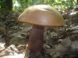 Boletus luridus image