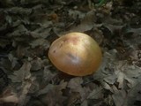 Boletus luridus image